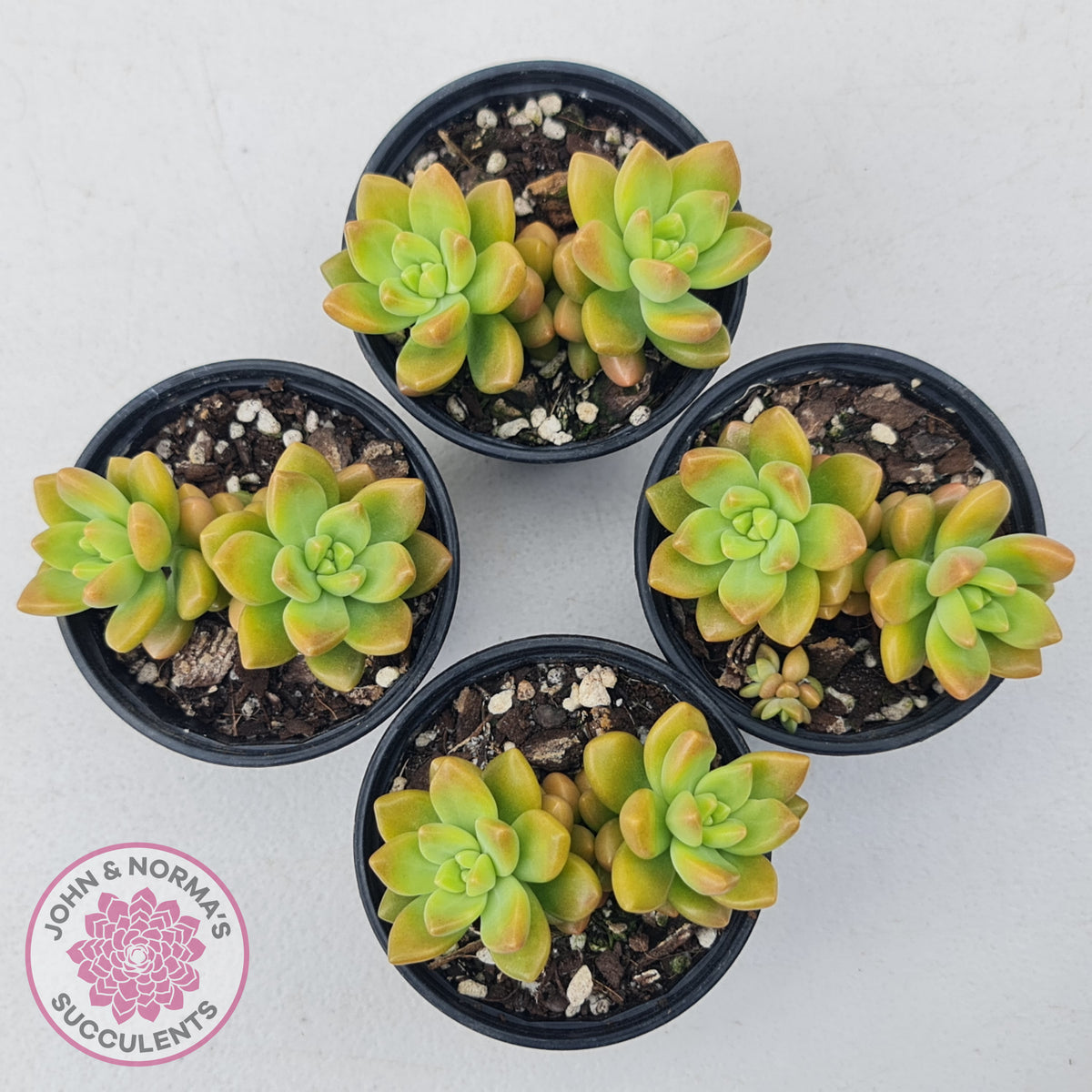 Sedum 'Alice Evans'