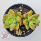 Sedum 'Alice Evans'