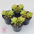 Sedum 'Alice Evans'