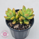 Sedum 'Alice Evans'
