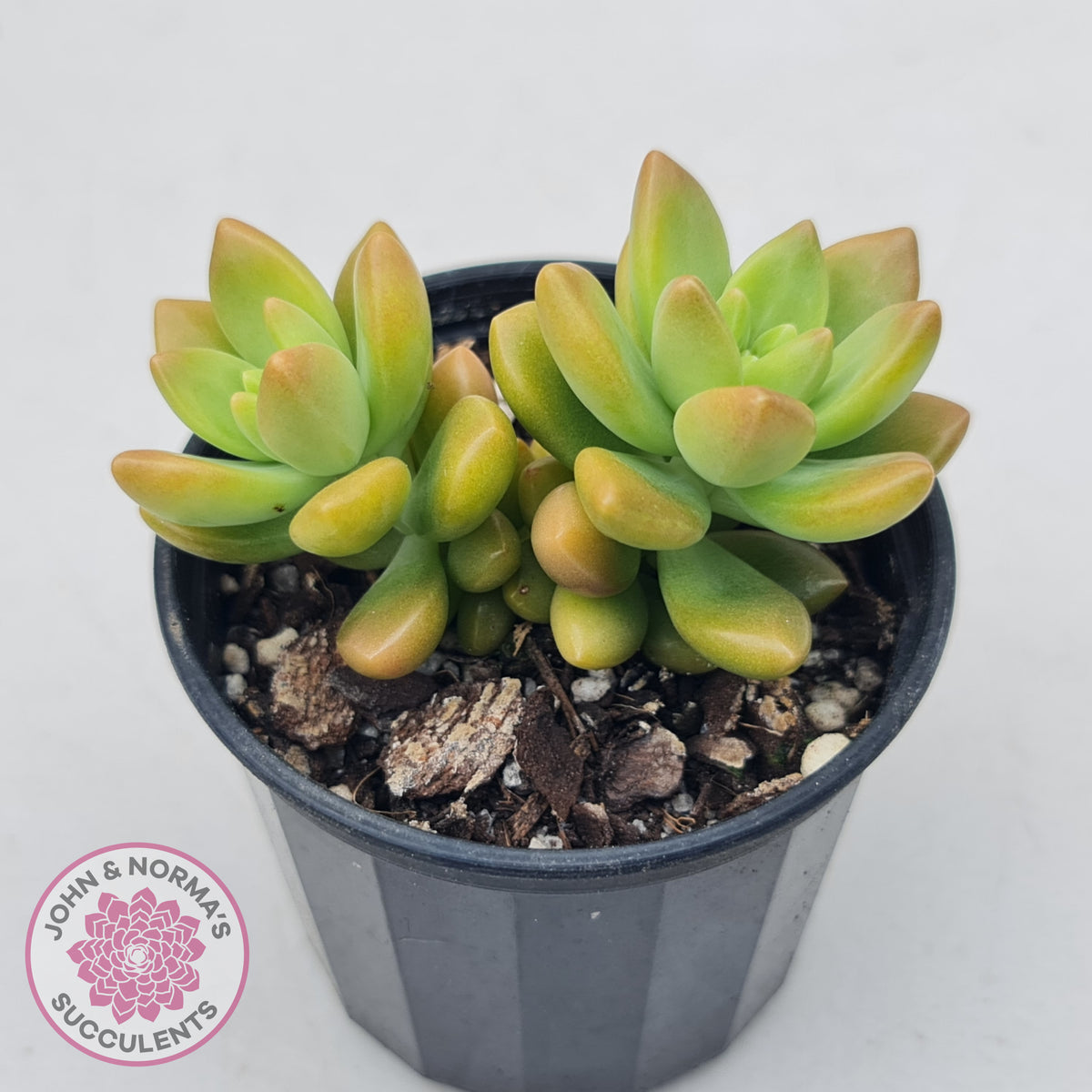 Sedum 'Alice Evans'