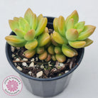 Sedum 'Alice Evans'