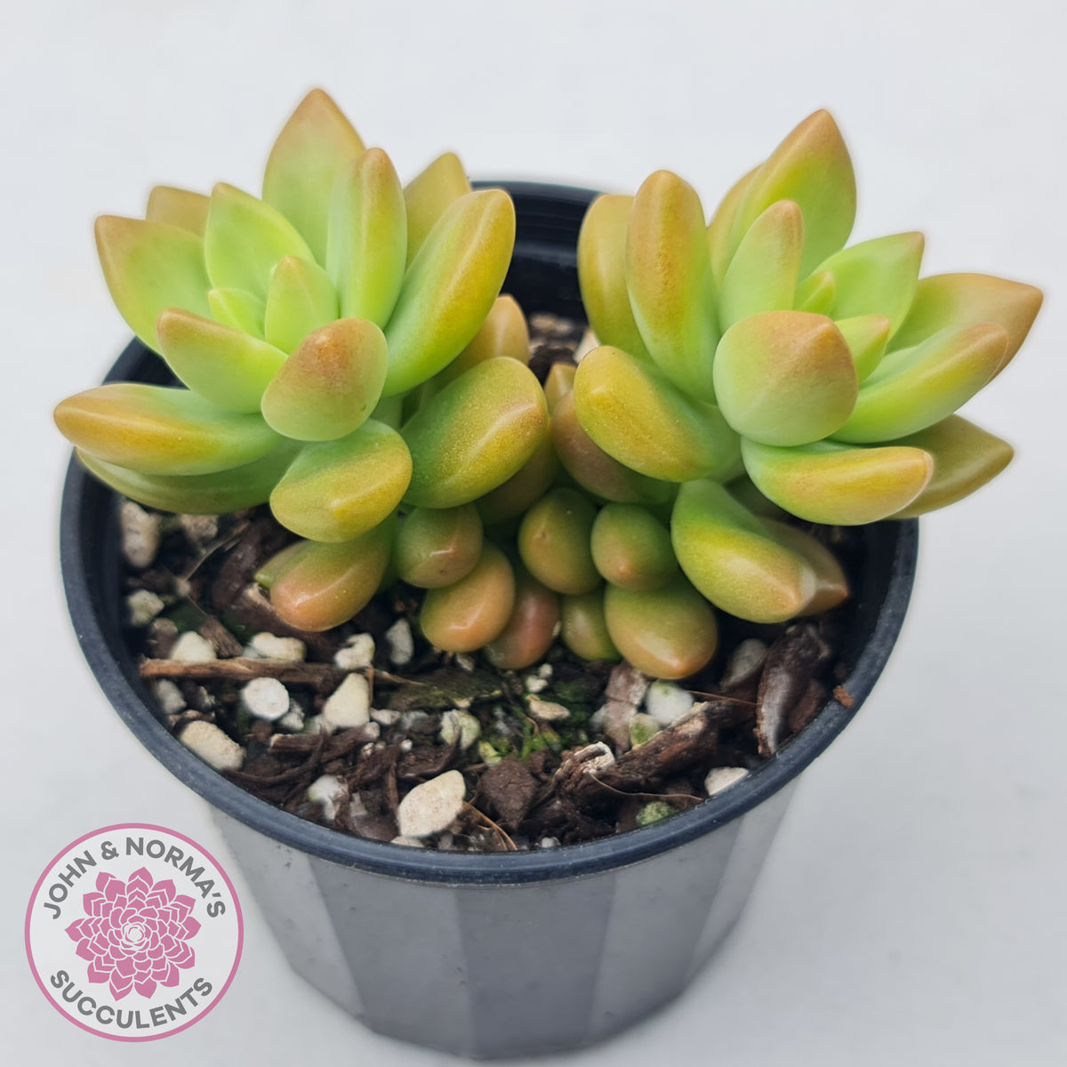 Sedum 'Alice Evans'