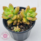 Sedum 'Alice Evans'