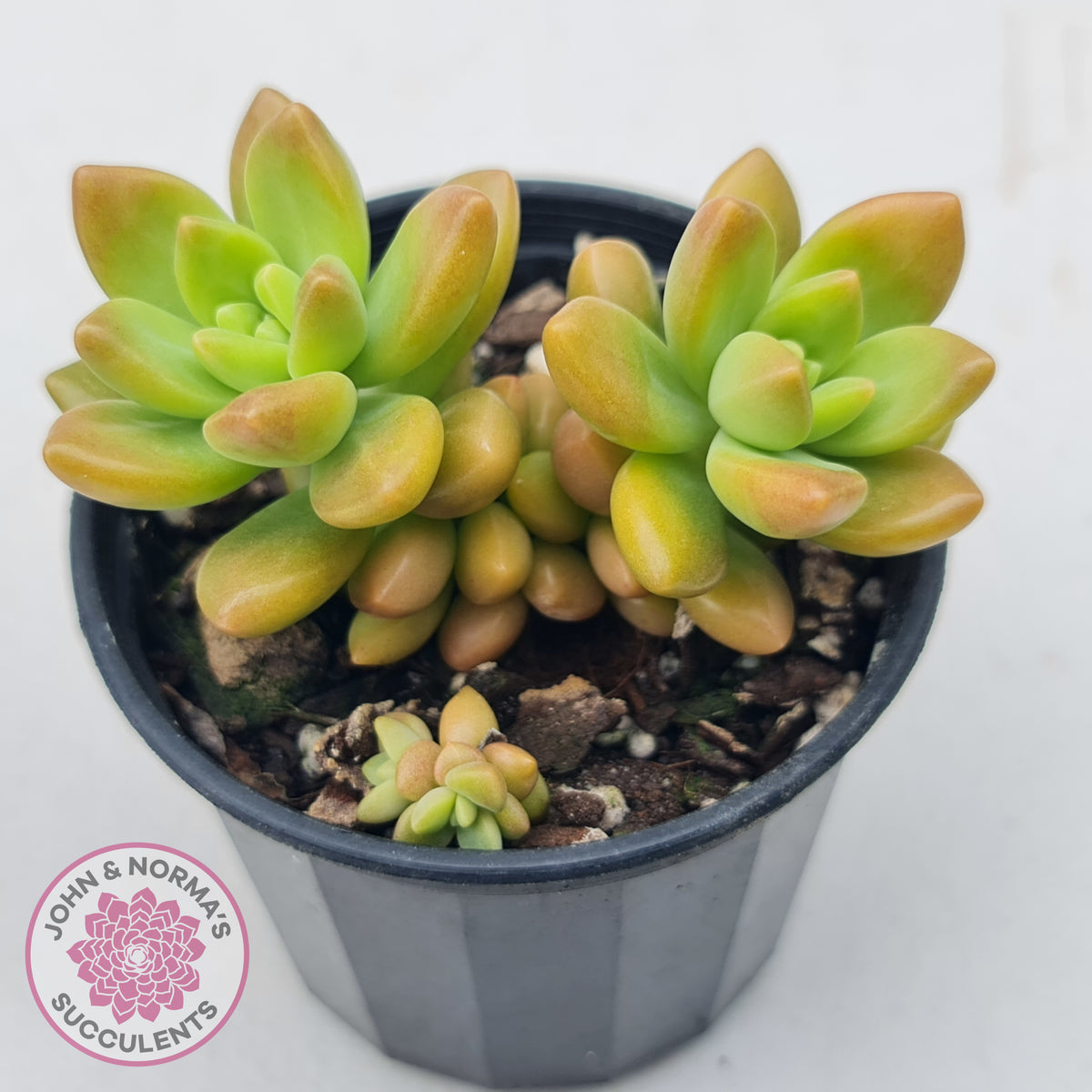 Sedum 'Alice Evans'
