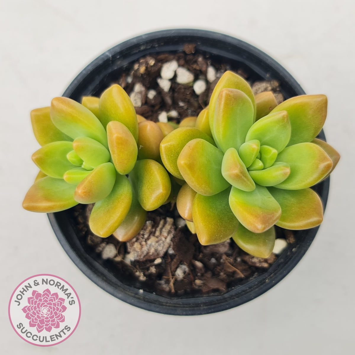 Sedum 'Alice Evans'
