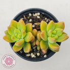 Sedum 'Alice Evans'