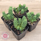 Sedum americanum