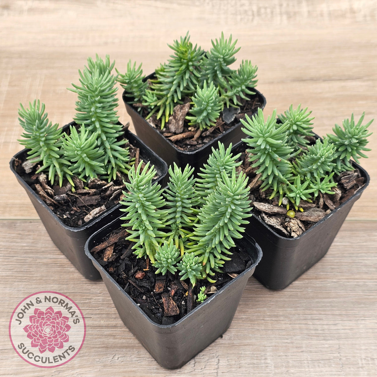 Sedum americanum
