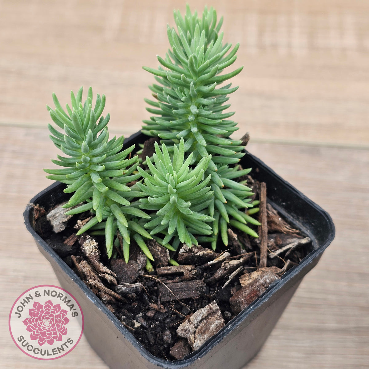 Sedum americanum