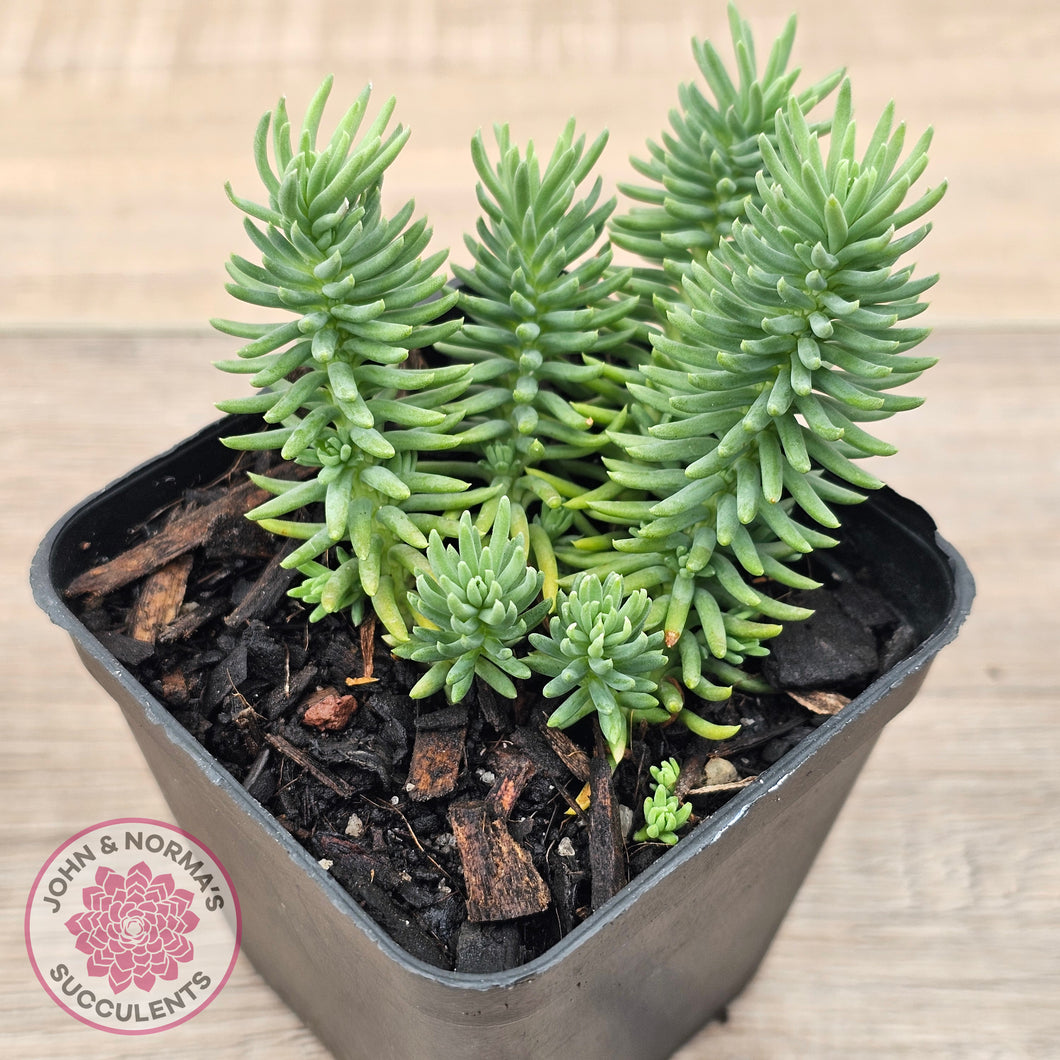 sedum sediforme succulent Buy Sedum americanum Australia