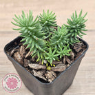 Sedum americanum