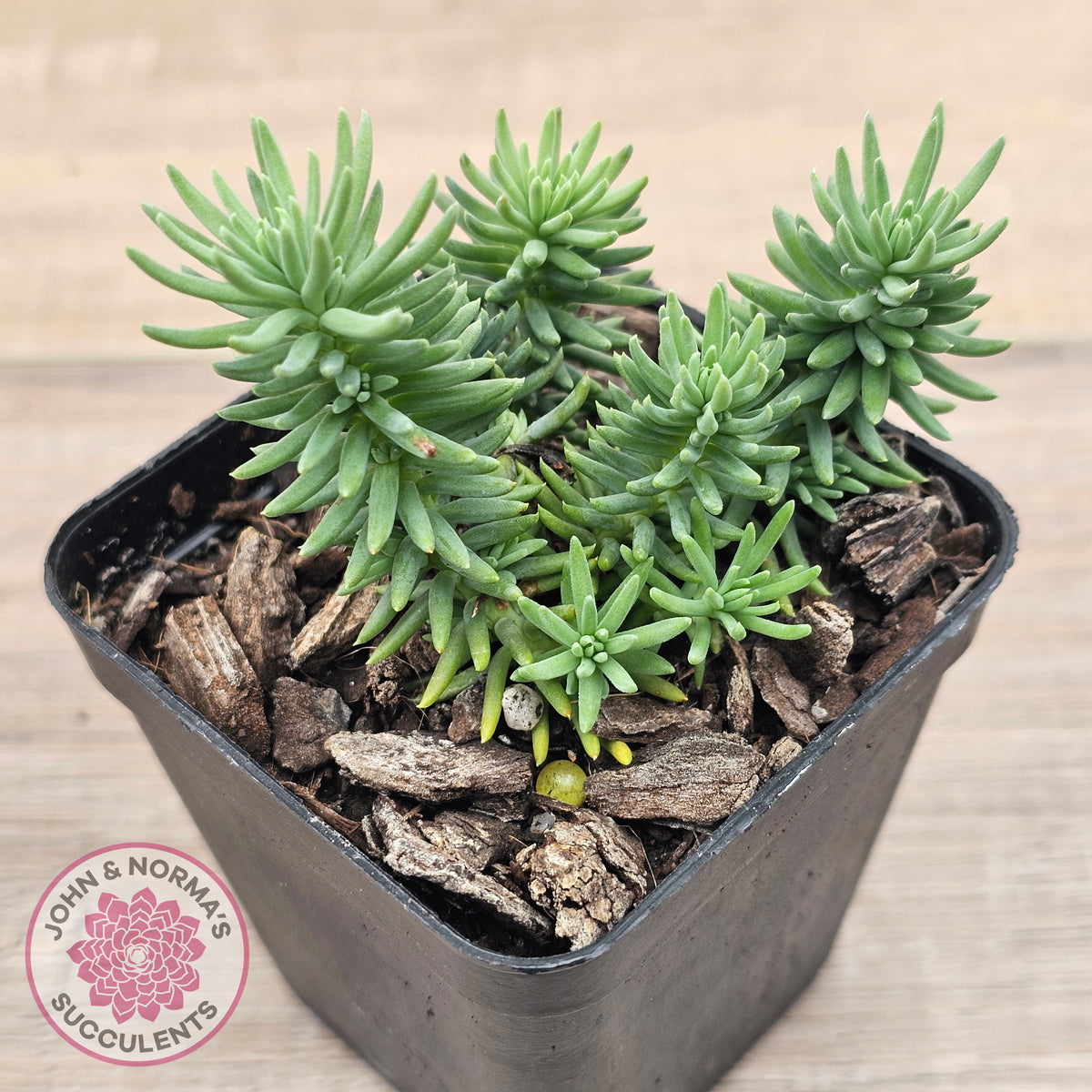 Sedum americanum