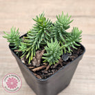 Sedum americanum