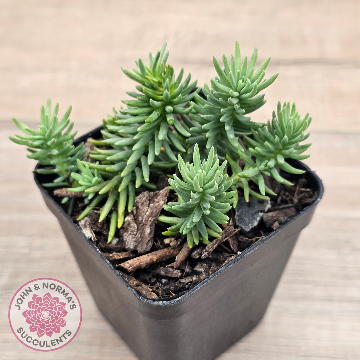 Sedum americanum