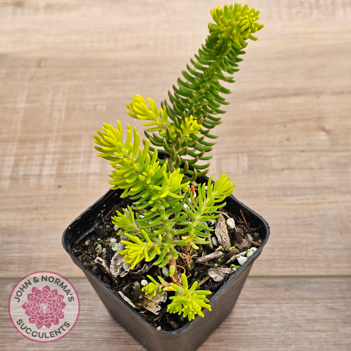 Sedum 'Angelina'