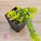 Sedum 'Angelina'