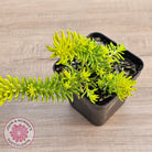 Sedum 'Angelina'
