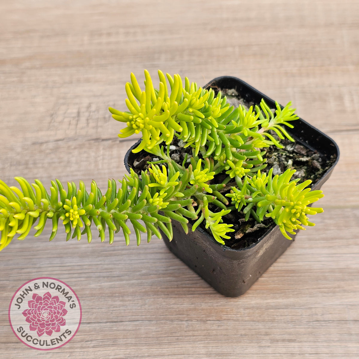 Sedum 'Angelina'