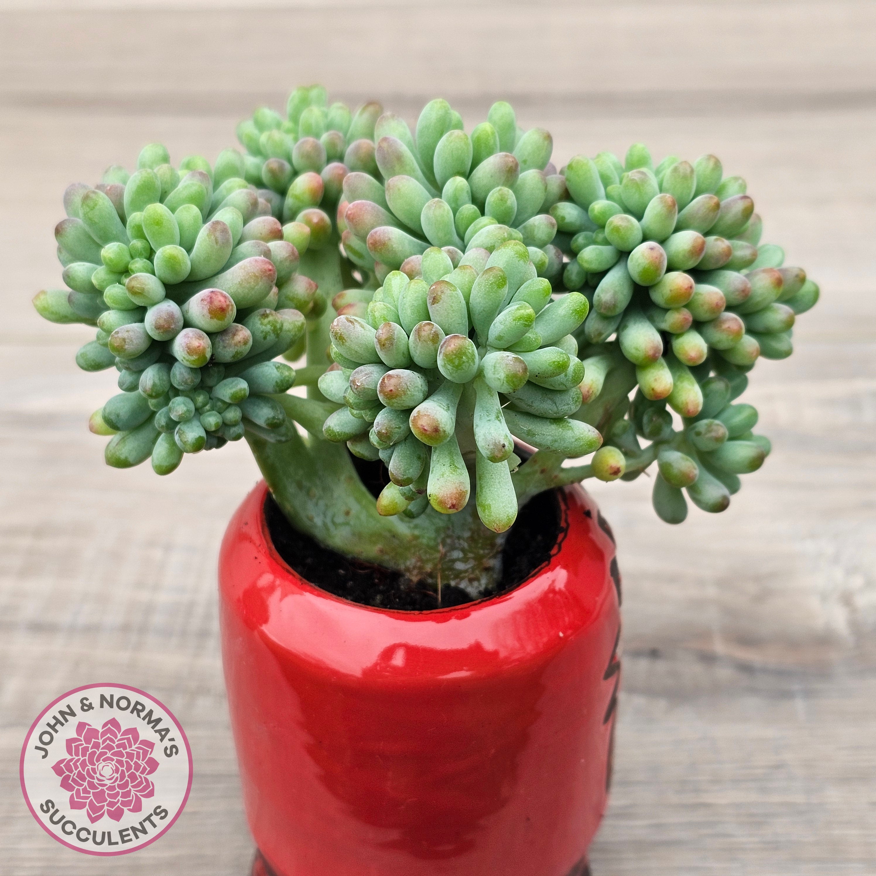 blue bean succulent Buy Sedum pachyphyllum 'Blue Jelly Beans' Crested Australia