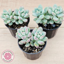 Load image into Gallery viewer, Sedum Comic Tom - (multi)
