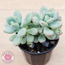 Load image into Gallery viewer, Sedum Comic Tom - (multi)
