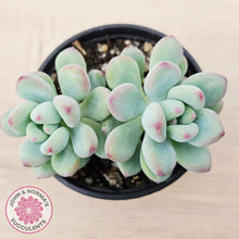 Load image into Gallery viewer, Sedum Comic Tom - (multi)
