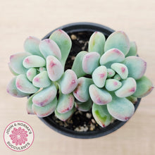 Load image into Gallery viewer, Sedum Comic Tom - (multi)
