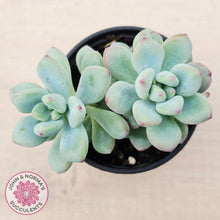 Load image into Gallery viewer, Sedum Comic Tom - (multi)
