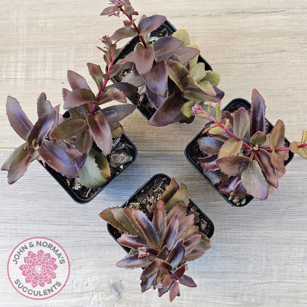 Sedum 'Dark Magic'