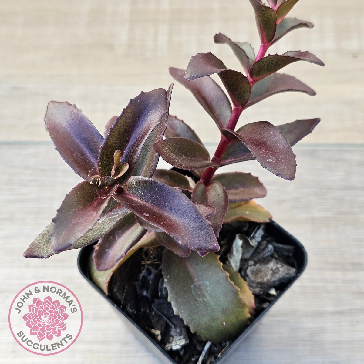 Sedum 'Dark Magic'