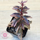 Sedum 'Dark Magic'