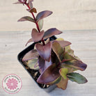 Sedum 'Dark Magic'