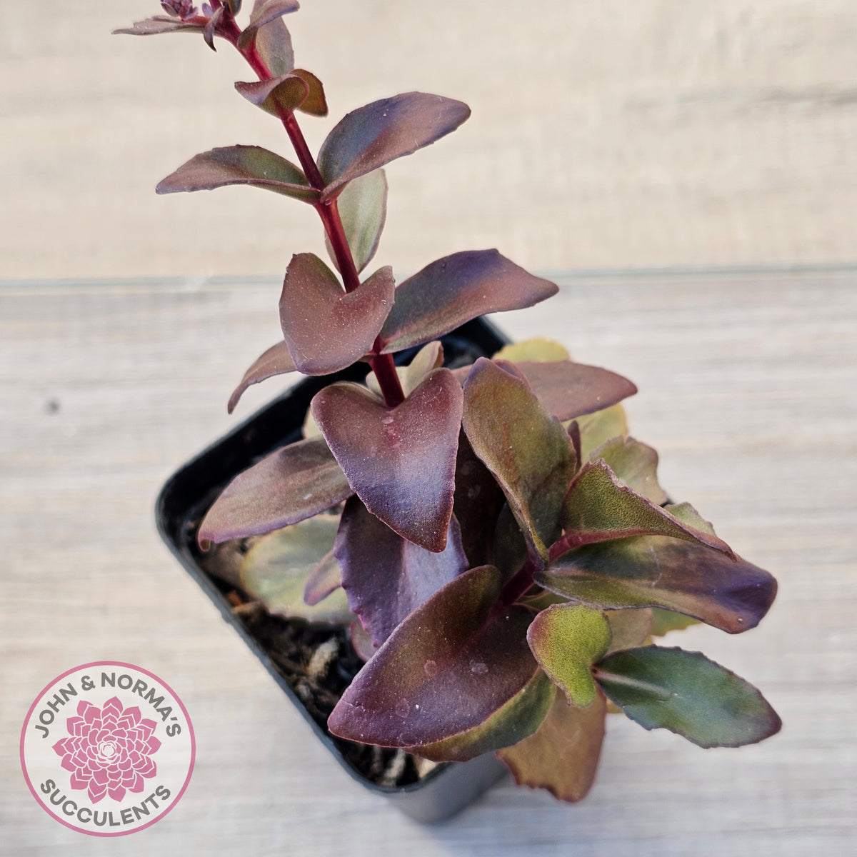 Sedum 'Dark Magic'