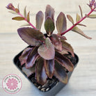 Sedum 'Dark Magic'