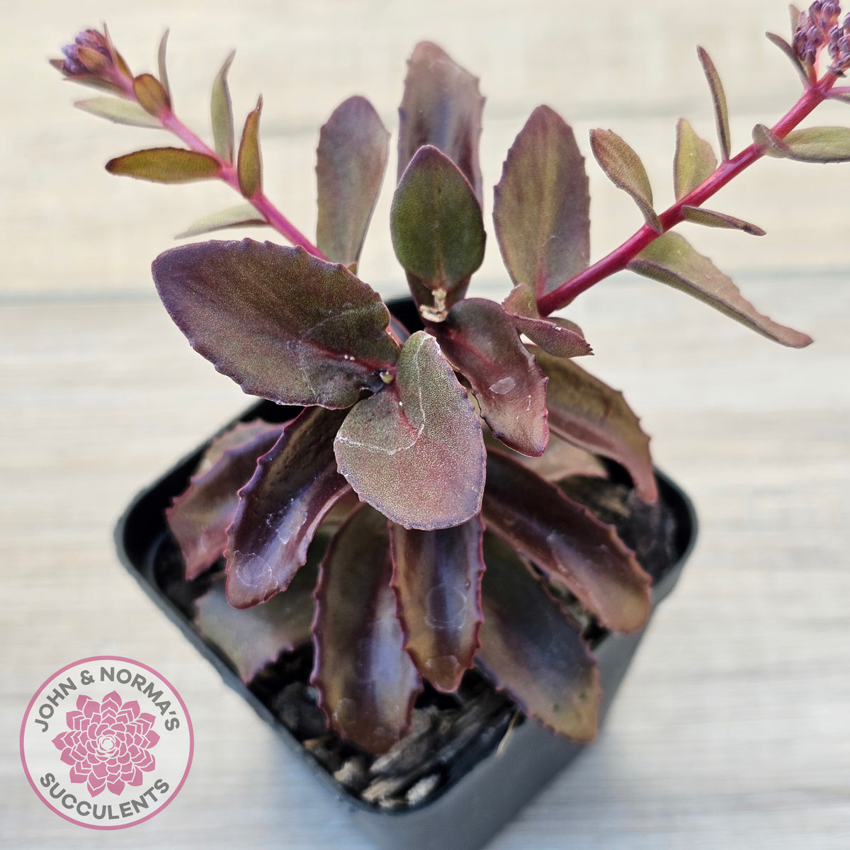 Sedum 'Dark Magic'