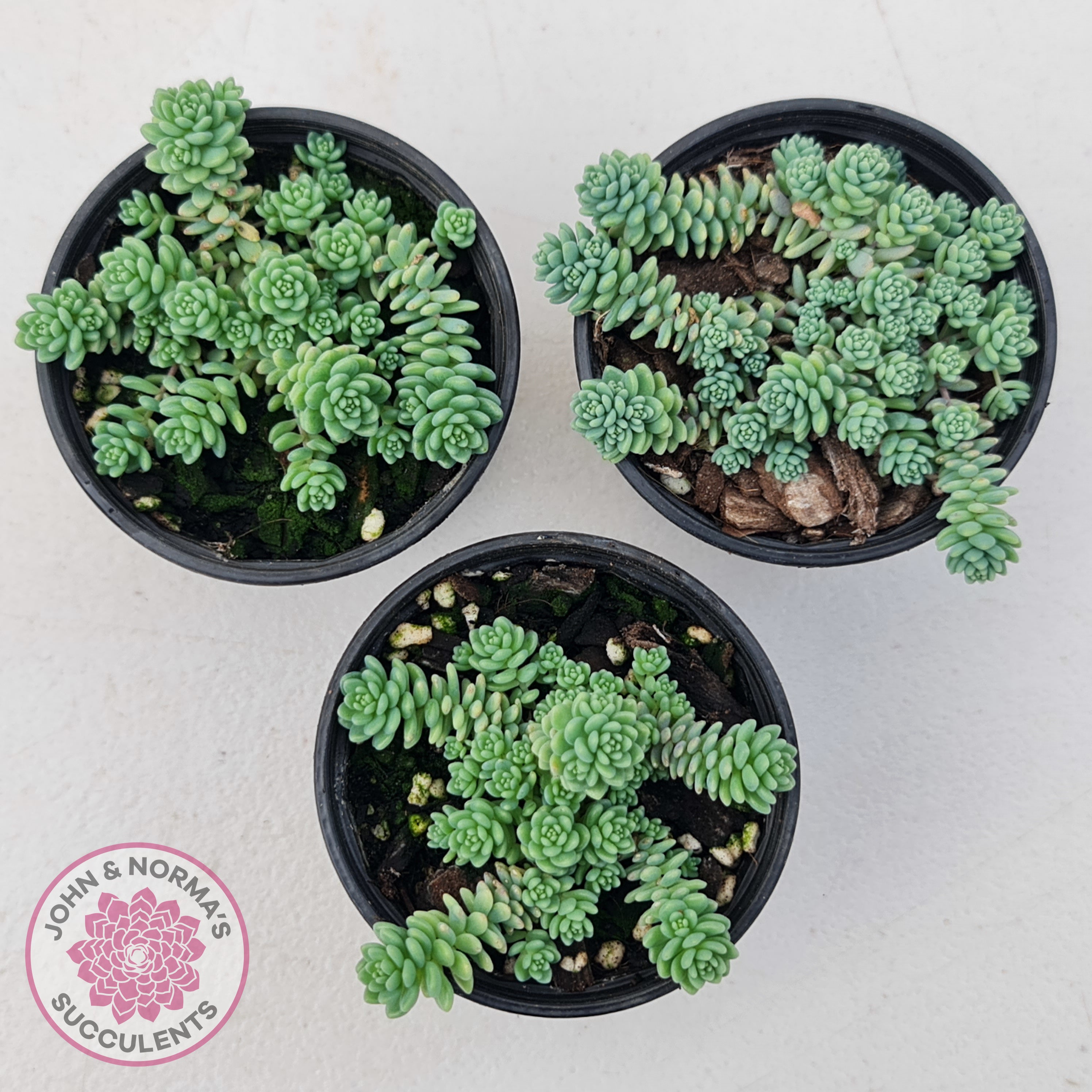 major succulent Buy Sedum dasyphyllum major Australia