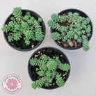 Sedum dasyphyllum major