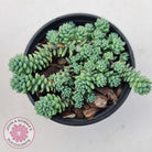 Sedum dasyphyllum major