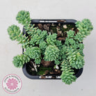 Sedum dasyphyllum major