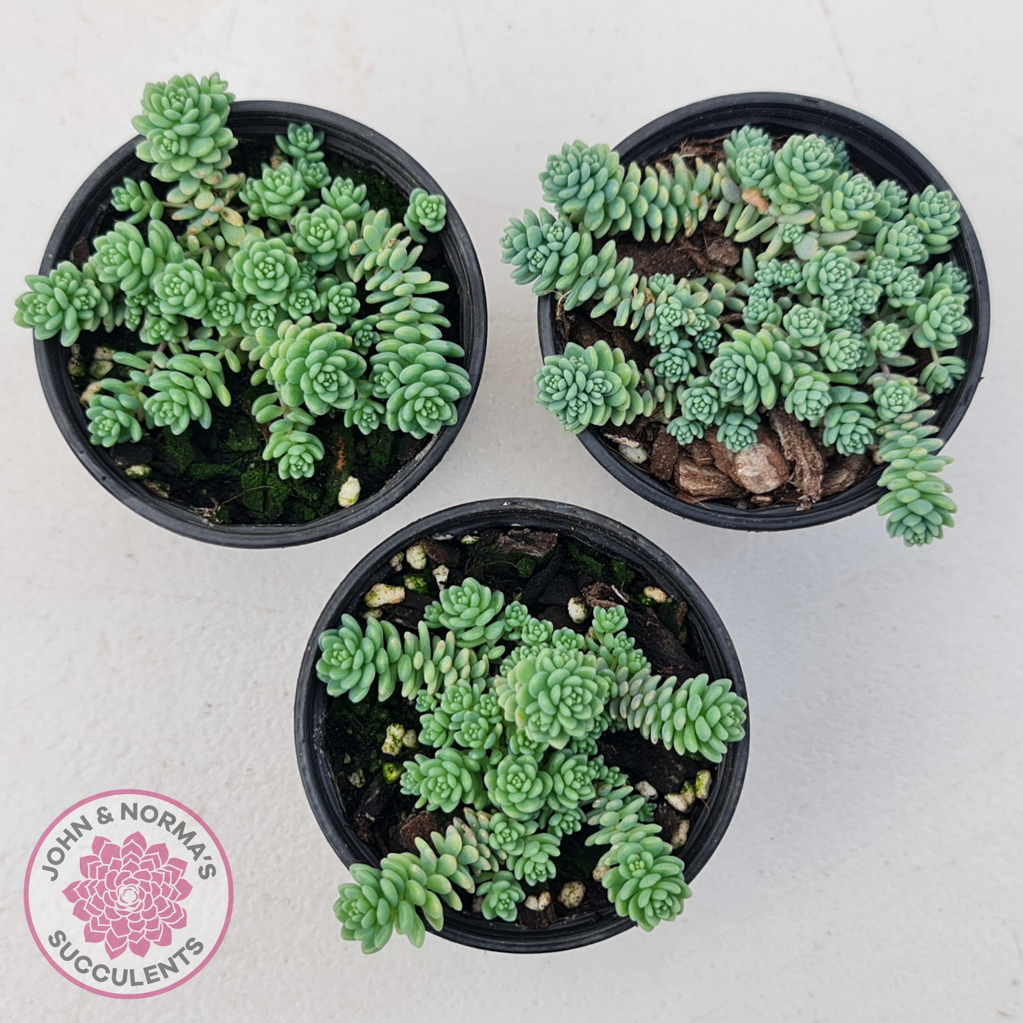 succulent phylum Buy Sedum dasyphyllum major Australia