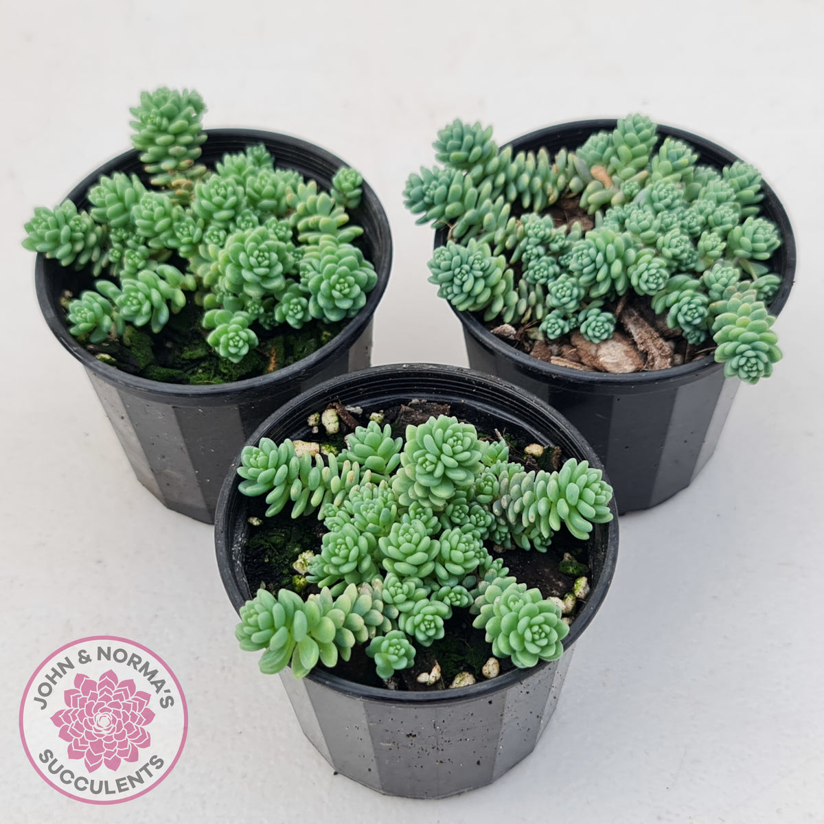 Sedum dasyphyllum major