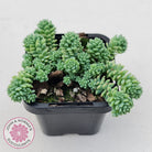 Sedum dasyphyllum major