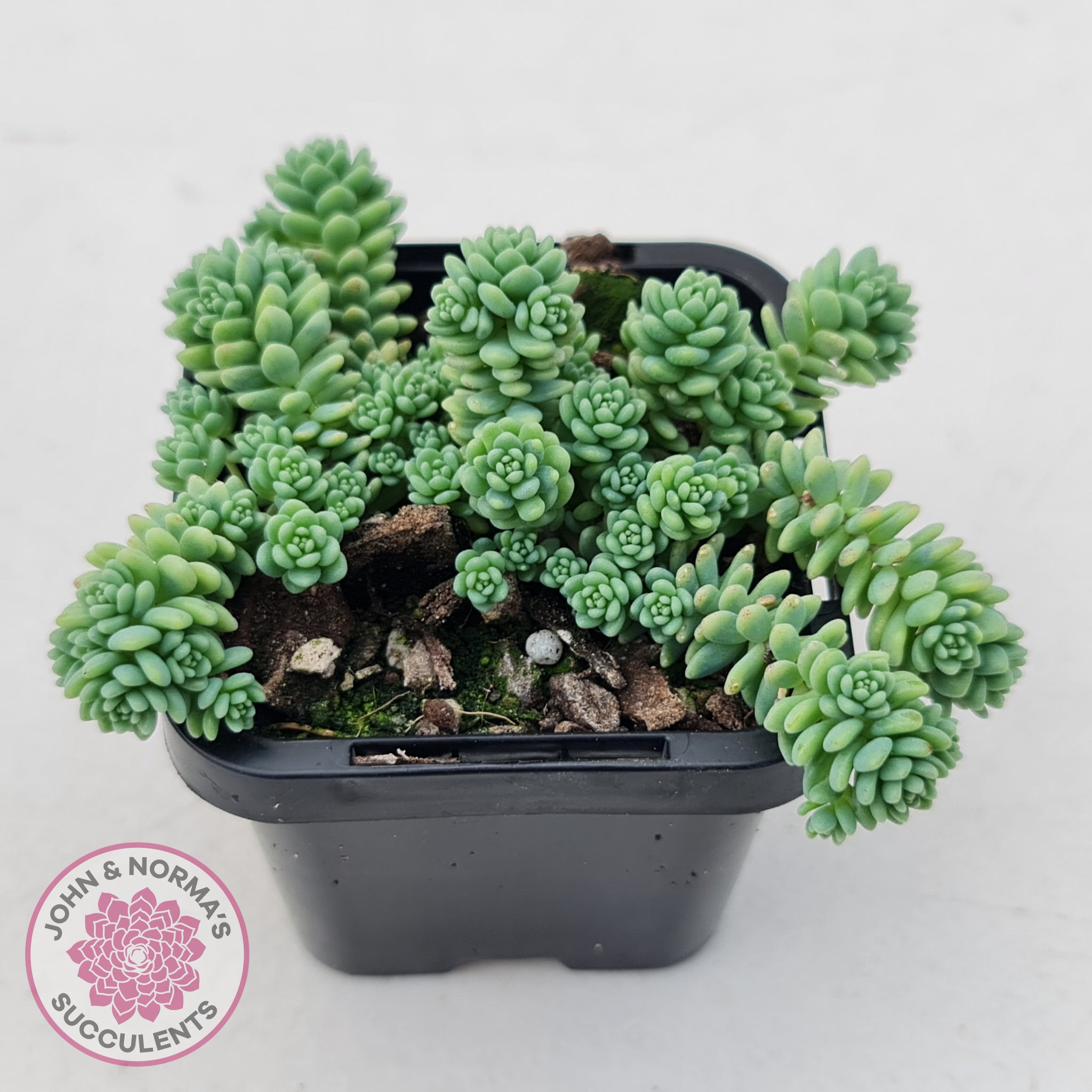 sedum major succulent Buy Sedum dasyphyllum major Australia