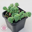 Sedum dasyphyllum major