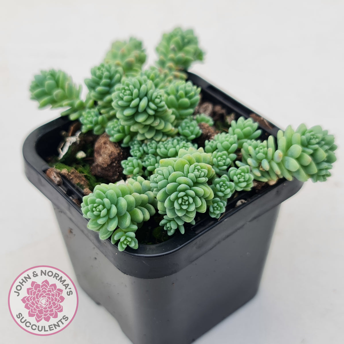 Sedum dasyphyllum major