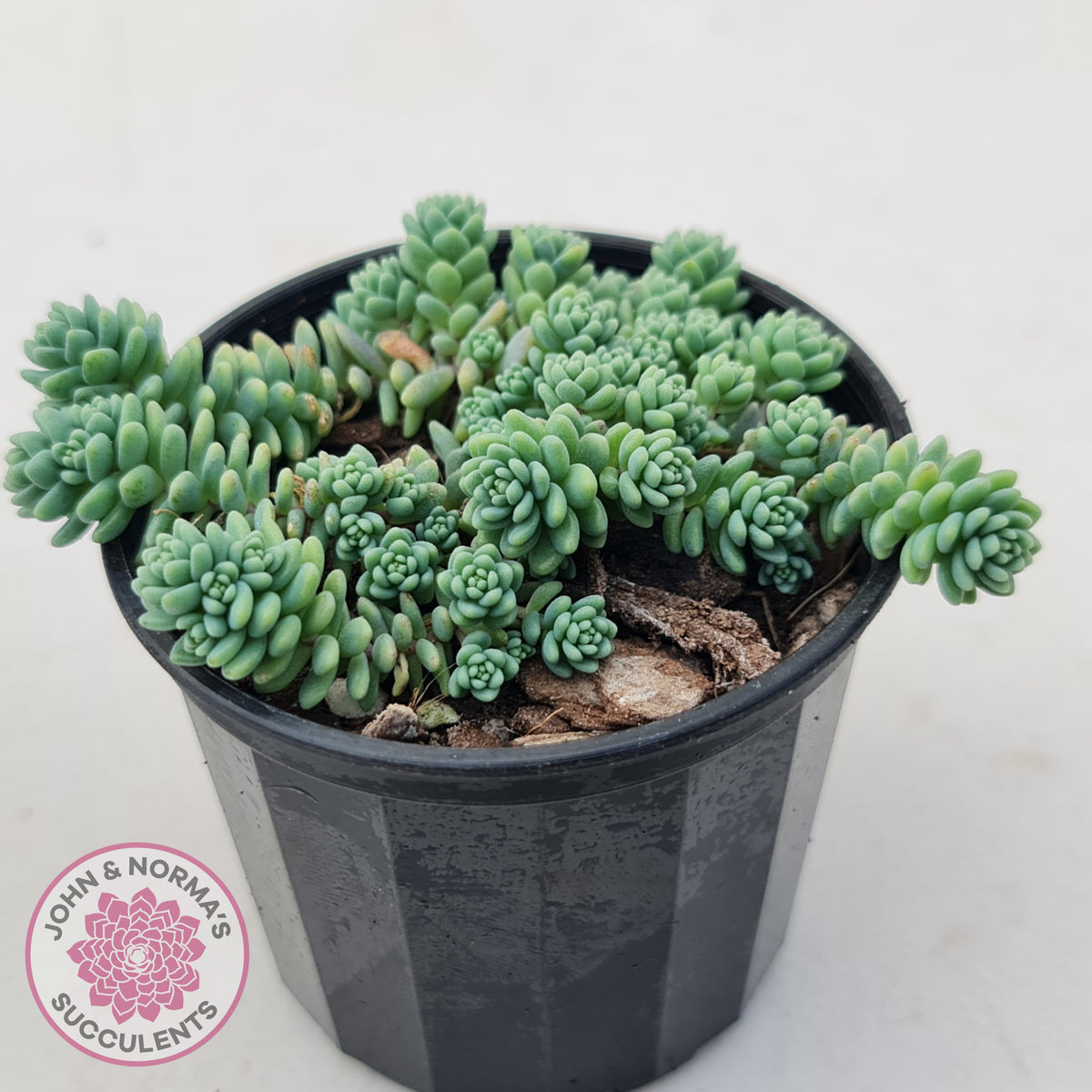 Sedum dasyphyllum major