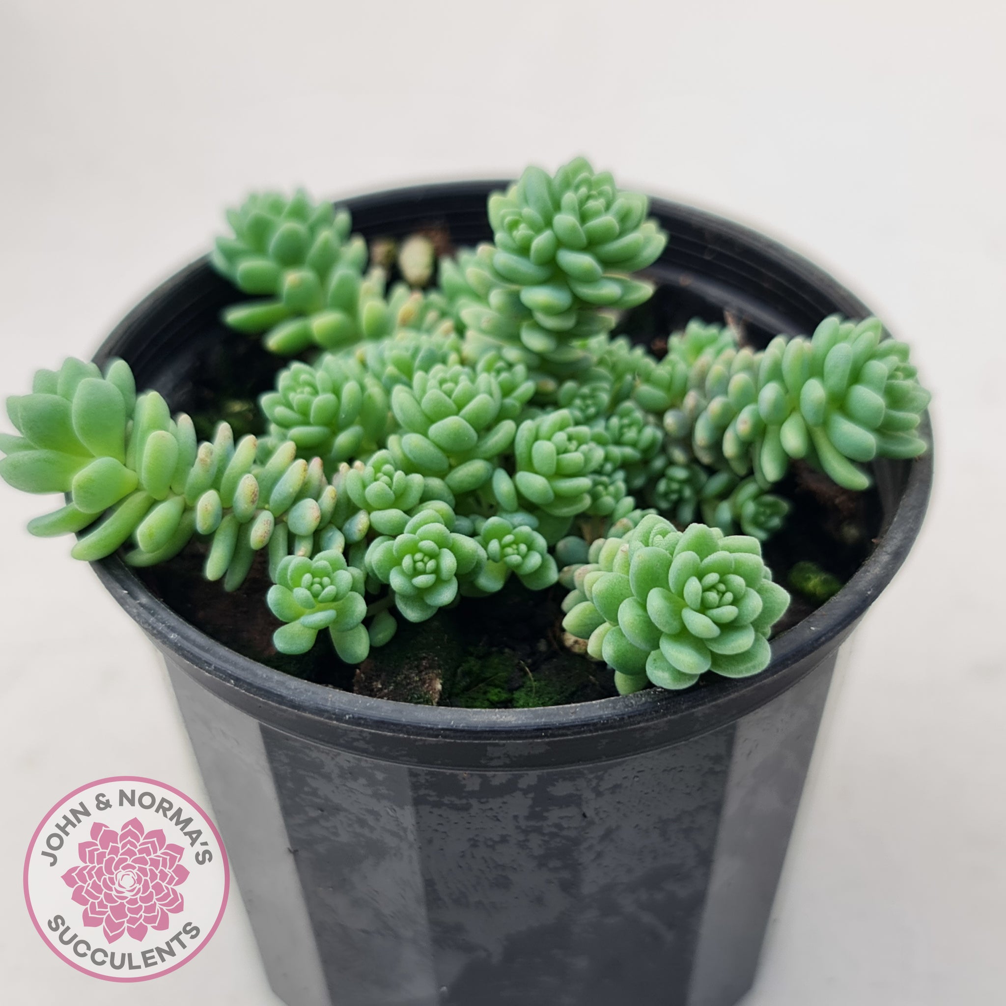 succulent phylum Buy Sedum dasyphyllum major Australia