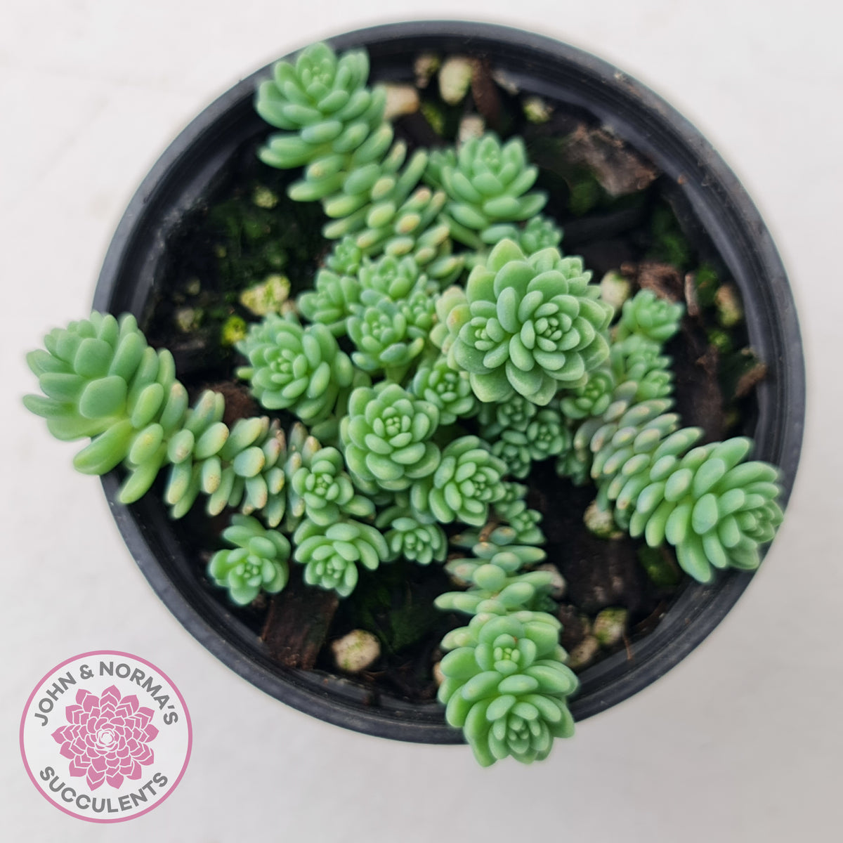 Sedum dasyphyllum major