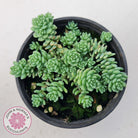 Sedum dasyphyllum major